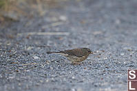 Dark Eyed Junco