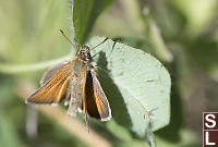 European Skipper On Leaf