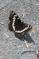 Lorquins Admiral