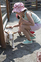 Nara Drive By Goat