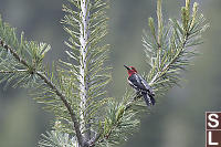 Red Breasted Sapsucker In Tree