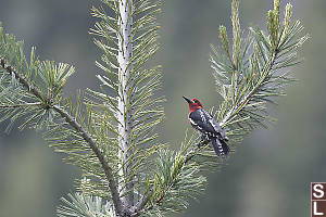 Red Breasted Sapsucker In Tree