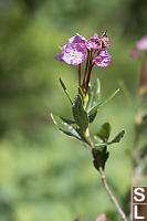 Swamp Laurel