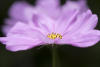 High Contrast Flower