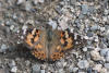 Painted Lady In Gravel