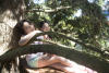 Kids In Tree Fort
