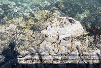 Oyster Catchers On Rocks