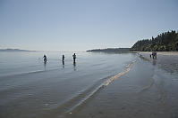 Searching For Crabs In Shallow Water