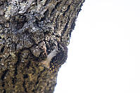 Brown Creeper In Sunny Patch