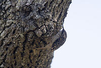 Brown Creeper Looking Up