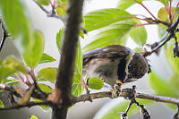 Chickadee Eating Bug