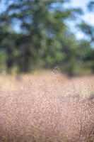 Cloud Like Grass Seeds