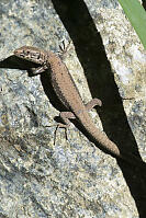 Common Wall Lizard Looking At Me