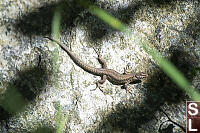 Common Wall Lizard