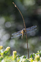 Dragonfly On Stick