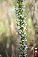 Elegant Rein Orchid Flowers