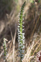 Elegant Rein Orchid Stalk