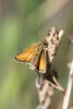 European Skipper