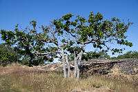 Four Oak Trees With Green Leaves