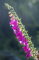 Foxglove In Morning Sun