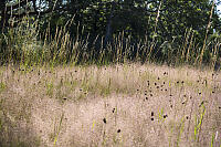 Grasses In Morning Light