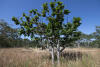 Oak Trees In Drying Meadow