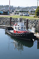 River Otter By Tug Boat