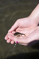 Small Fish From Tidepool