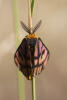 Western Sheep Moth Dorsal View