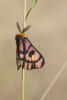 Western Sheep Moth