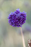 Wild Garlic Flower