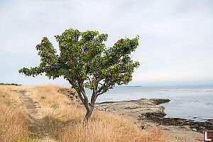 Pear Tree At Edge Of Island