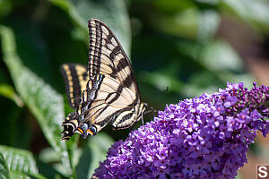 Western Tiger Swallowtail