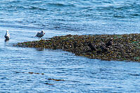 Seagull With Star And Surf Scoters