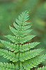 spreading wood fern, spiny wood fern, shield fern 