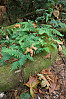 Ferns Growing On Fallen Log