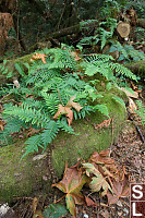 Ferns Growing On Fallen Log