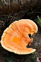 Large Orange Fungus