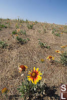 Brown Eyed Susans Growing In Dry Field