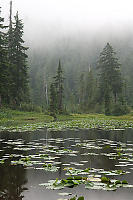 Yew Lake With Fog