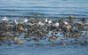 Bonaparte's Gull