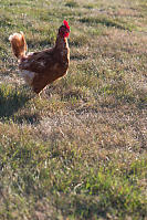 Laying Chicken In The Grass