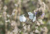 Cabbage White