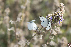 Cabbage White Feeding On Flower