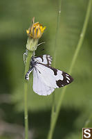 Pine White Being Eaten By Spider