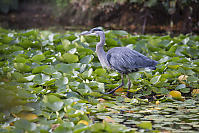 Great Blue Heron Hunting In The Lillies