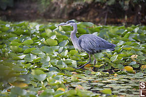 Great Blue Heron Hunting In The Lillies