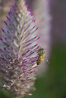 Honeybee Looking In Flowers
