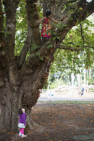 Nara Really Climbing Trees