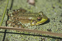 Green Frog Half Submerged